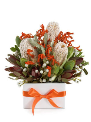 White/Cream Banksia