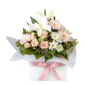 Proteas (King/Pincushion), Australian Natives