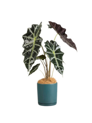 Alocasia African Mask Plant