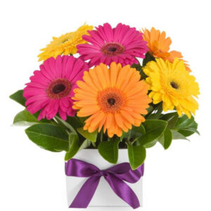 Sunshine Gerbera Box