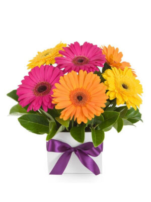 Sunshine Gerbera Box